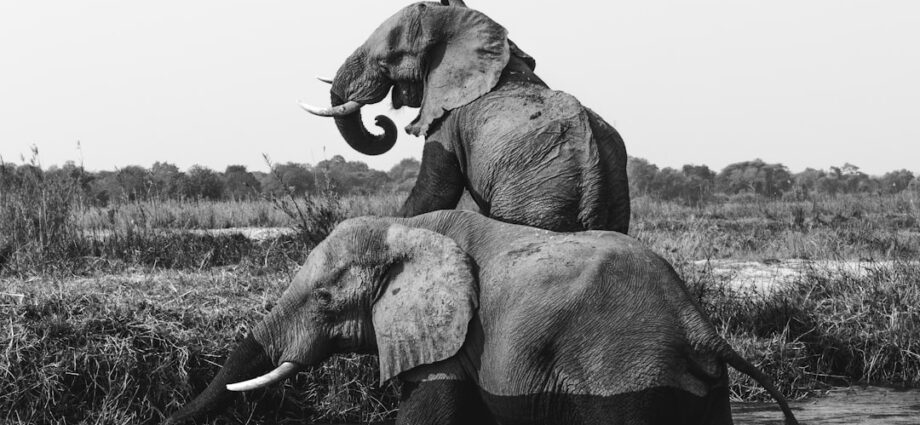 Photo Lucky elephant